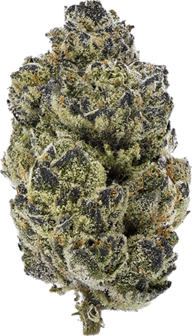 Double Fudge Cookies